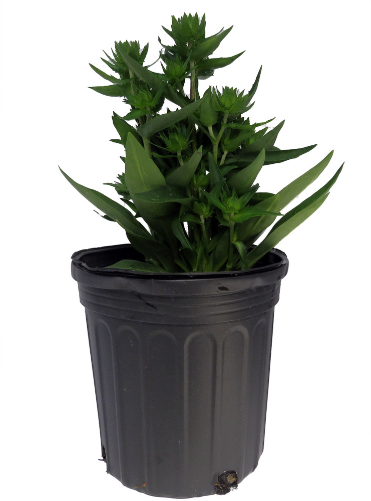 Mel's Blue Stokes' Aster Perennial - Stokesia - Gallon Pot