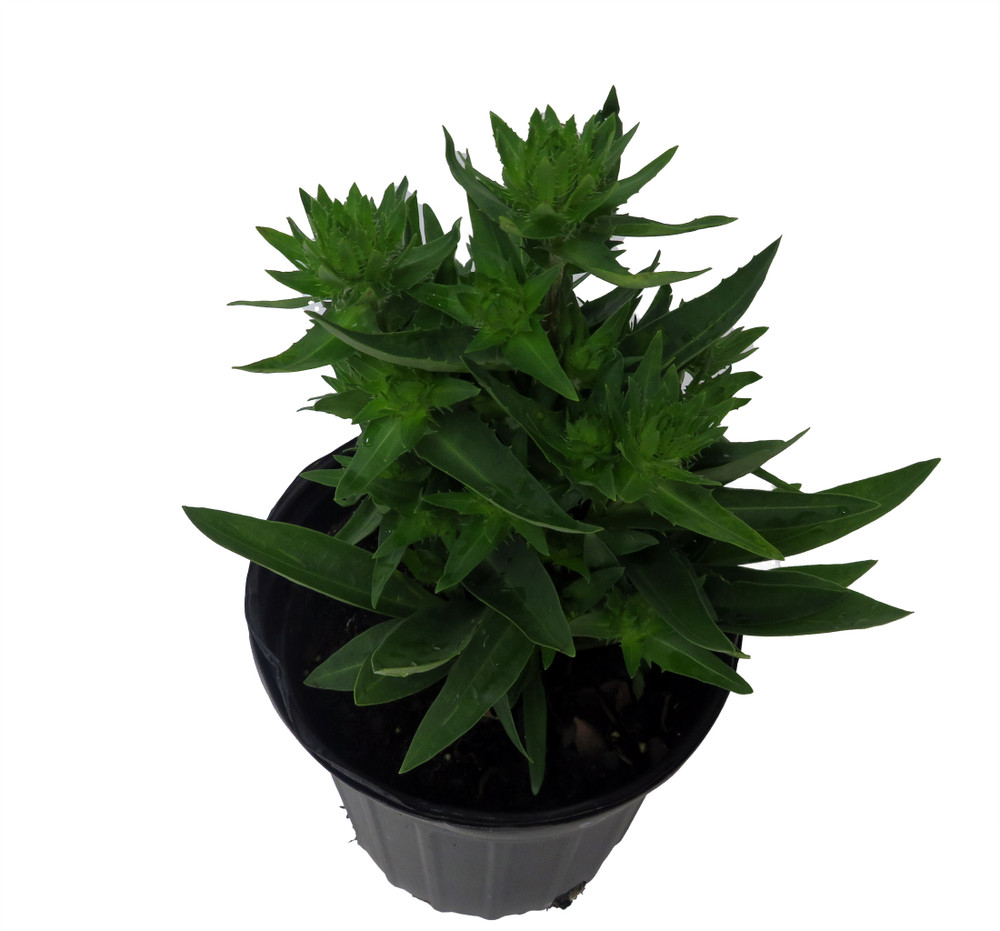 Mel's Blue Stokes' Aster Perennial - Stokesia - Gallon Pot