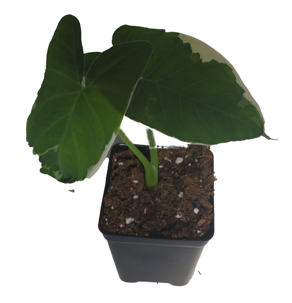 Mickey Mouse Upright Elephant Ear - 2.5" Pot -Alocasia Xanthosoma