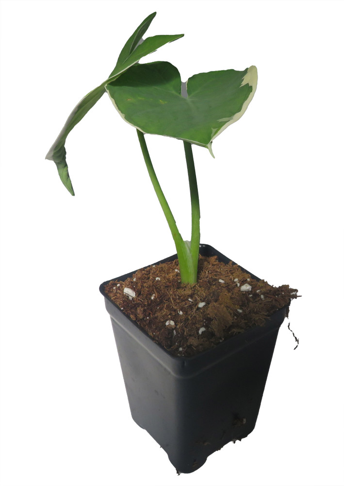 Mickey Mouse Upright Elephant Ear - 2.5" Pot -Alocasia Xanthosoma
