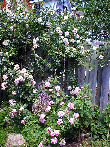 Climbing New Dawn Rose -4" Pot - Most Popular Rose in the World