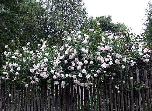 Climbing New Dawn Rose -4" Pot - Most Popular Rose in the World