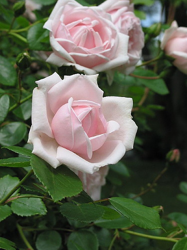 Climbing New Dawn Rose -4" Pot - Most Popular Rose in the World