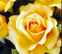 Easy Going Rose Bush - 4" Pot - Creamy Yellow, Ruffled Blooms