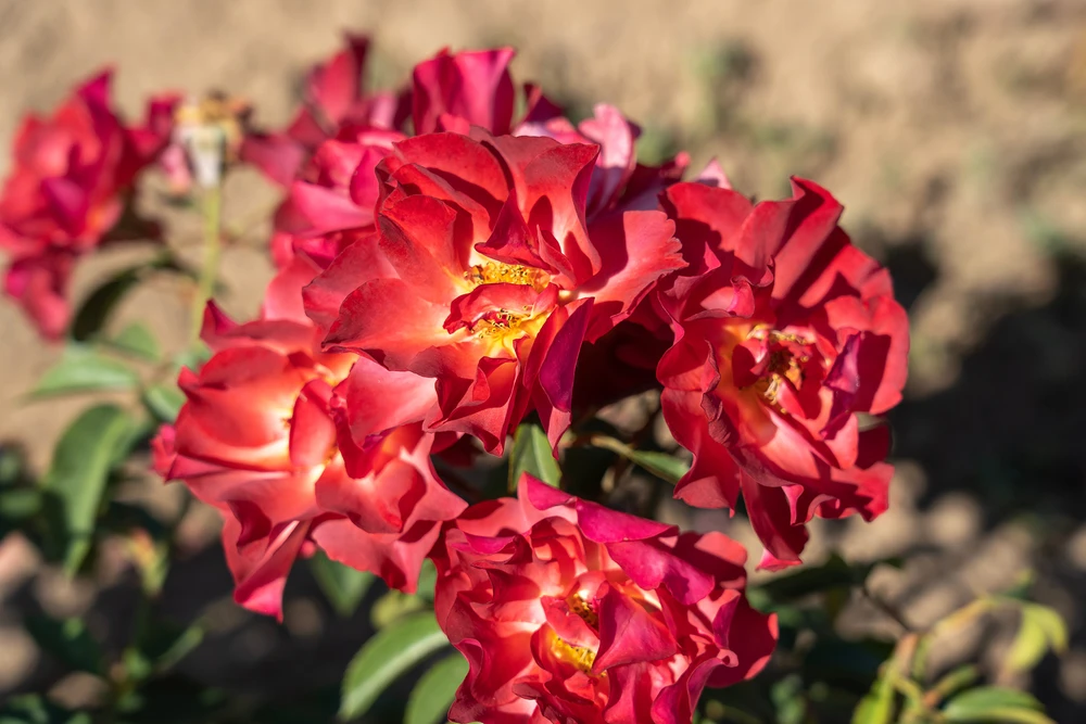 Cinco de Mayo™ Rose - 4" Pot - Mysterious Color Blending