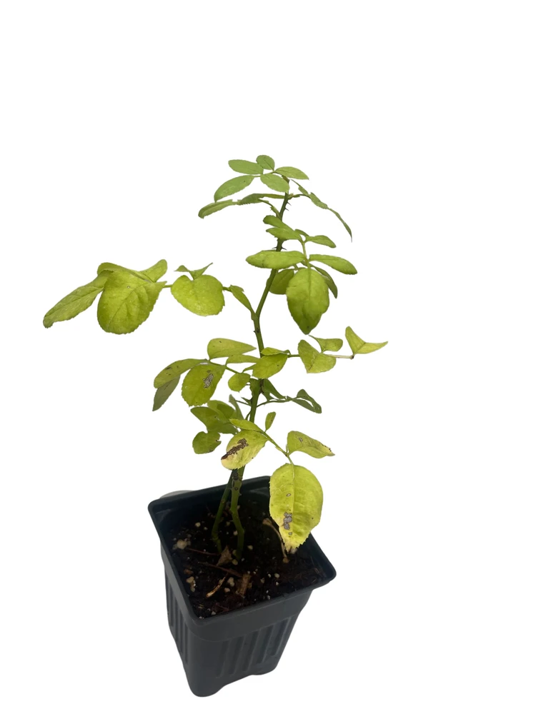 Cinco de Mayo™ Rose - 4" Pot - Mysterious Color Blending