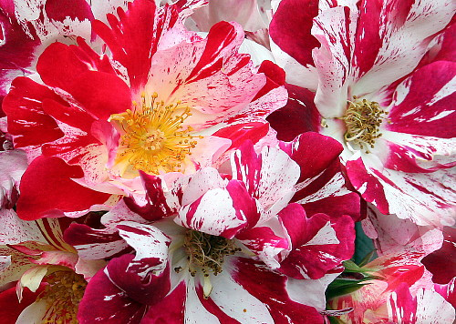 Fourth of July™ Climbing Rose - 4" Pot - Fragrant, Everblooming