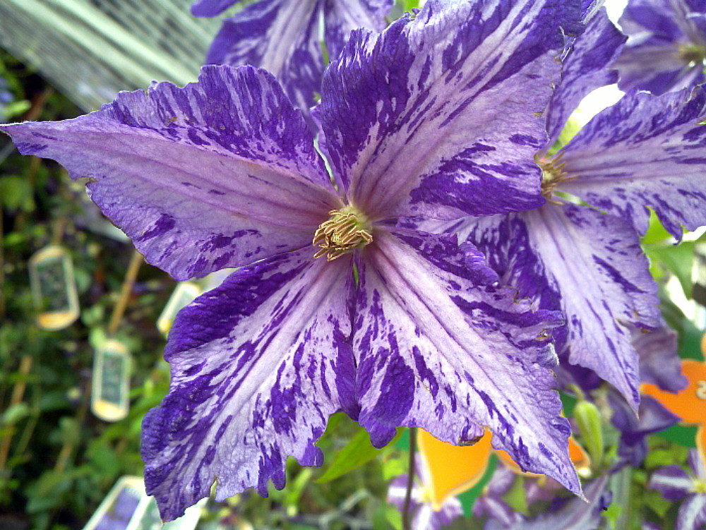 Tie Dye Clematis - Large 6