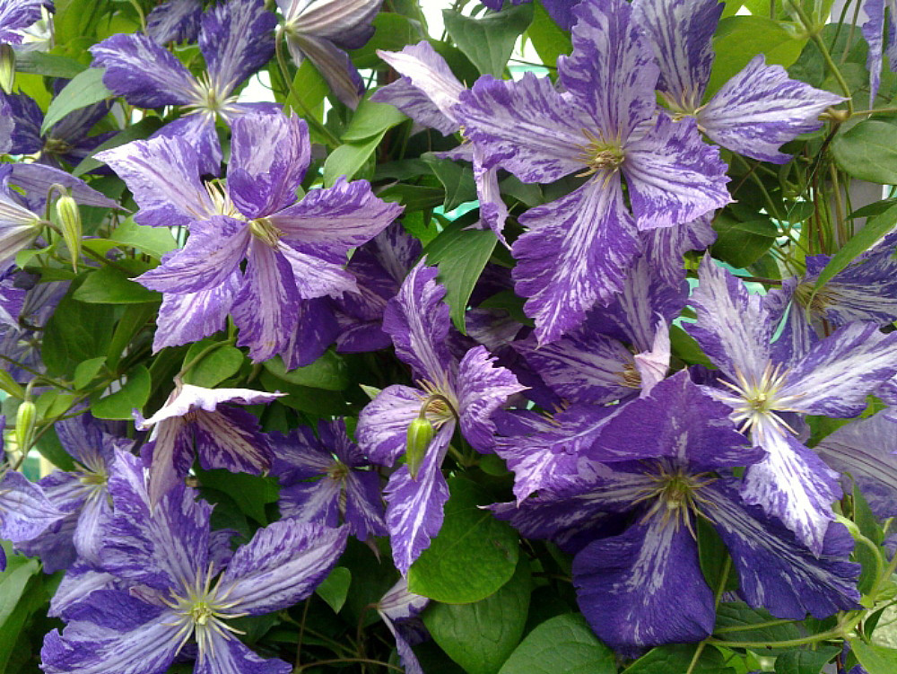 Tie Dye Clematis - Large 6" Flowers - 2.5" Pot - Dark Purple/Silver Streaks