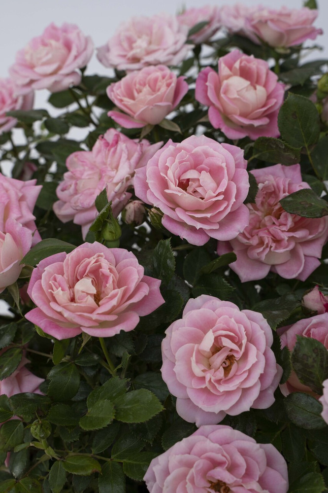 Pink Sunblaze® Miniature Rose Bush - Hardy - 2.5" Pot