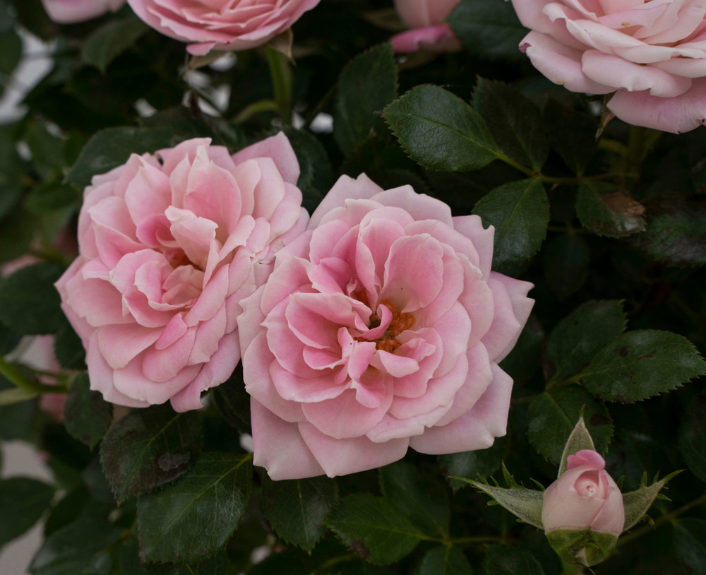 Pink Sunblaze® Miniature Rose Bush - Hardy - 2.5" Pot