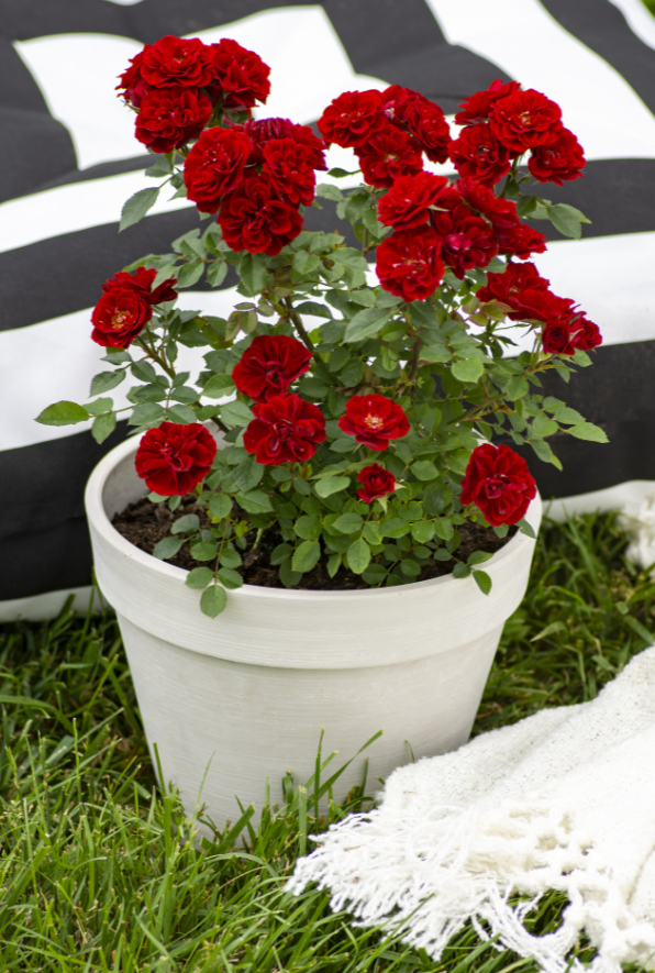 Red Sunblaze® Miniature Rose Bush - Hardy - 2.5" Pot