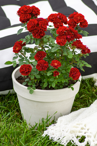 Red Sunblaze® Miniature Rose Bush - Hardy - 2.5" Pot