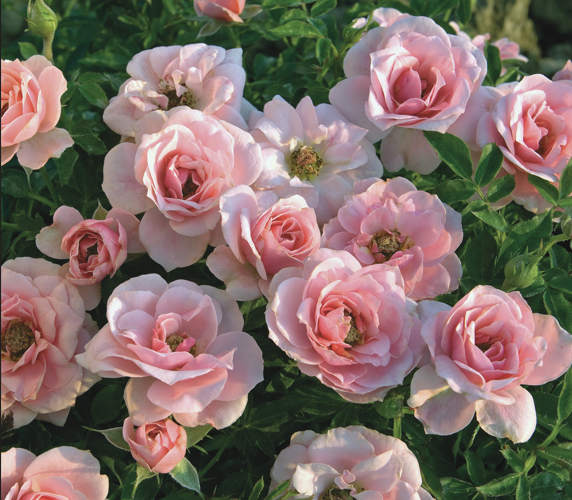 Sweet Sunblaze® Miniature Rose Bush - Hardy - 2.5" Pot