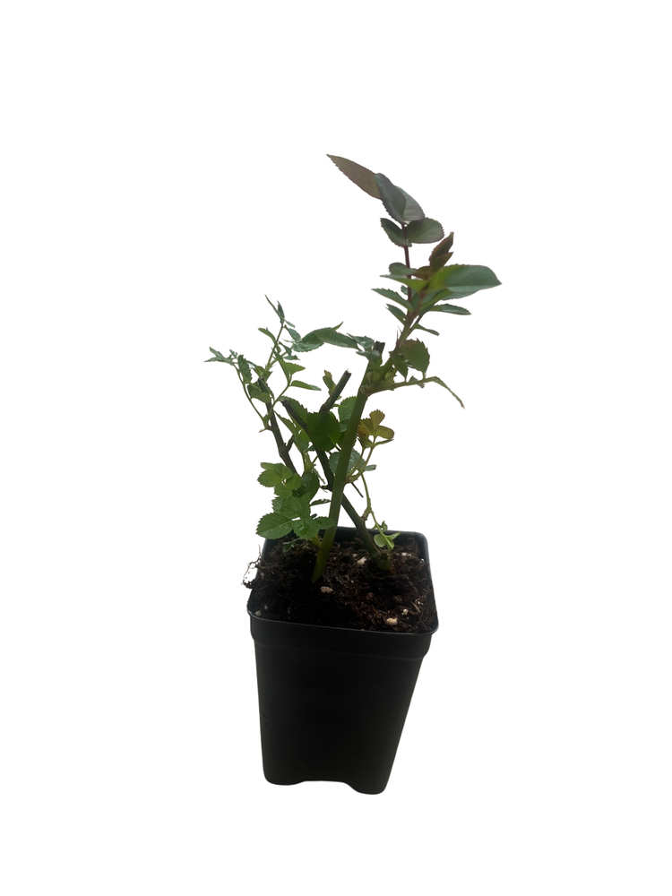 Salmon Sunblaze® Miniature Rose Bush - Hardy - 2.5" Pot