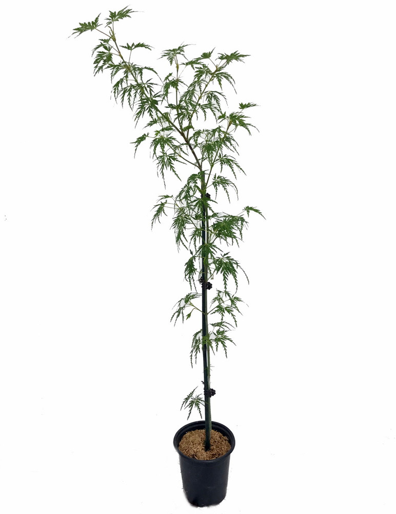 Seiryu Japanese Maple - Quart pot -Acer palmatum var. dissectum