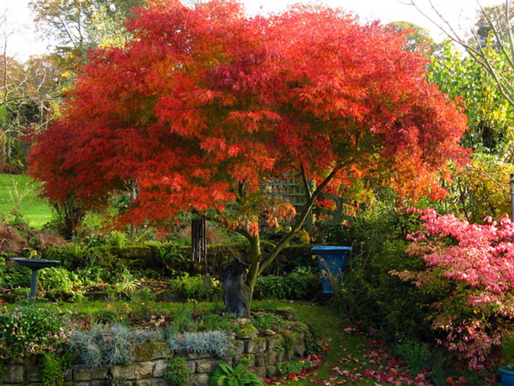 Seiryu Japanese Maple - Quart pot -Acer palmatum var. dissectum