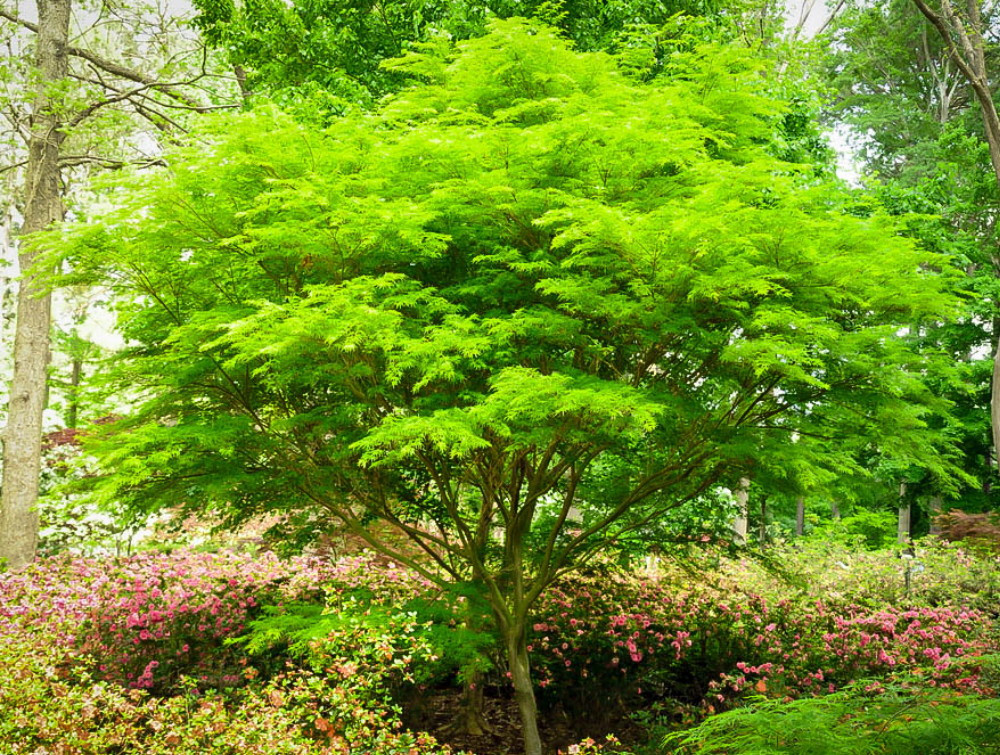 Seiryu Japanese Maple - Quart pot -Acer palmatum var. dissectum