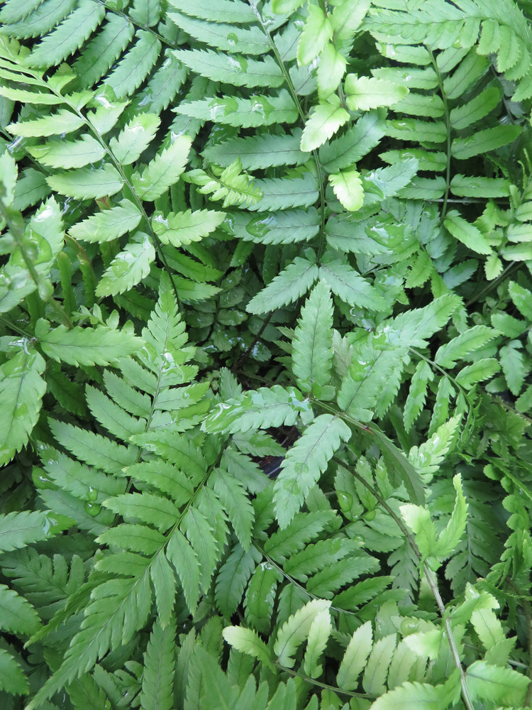 Shaggy Shield Fern -Dryopteris cycadina  - Indoors or Out - 4" Pot