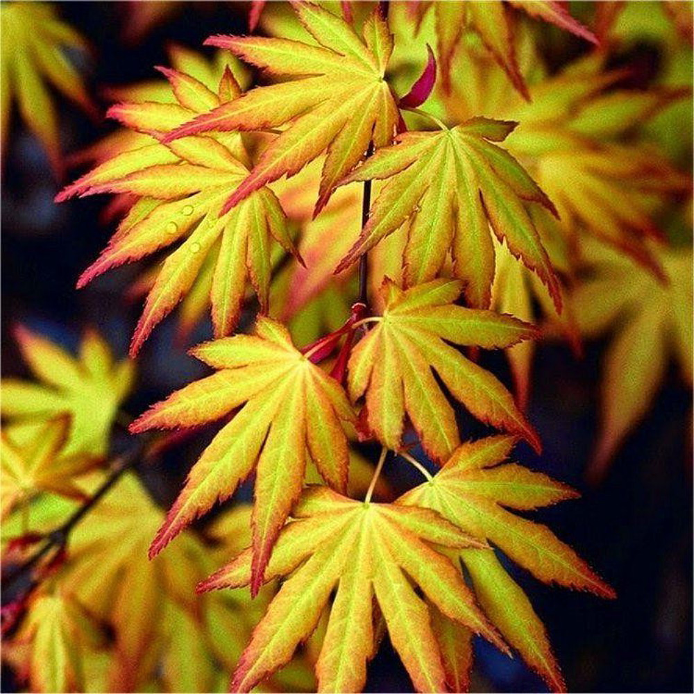 Japanese Maple Collection- 3 Plants- Quart Pots - Katsura