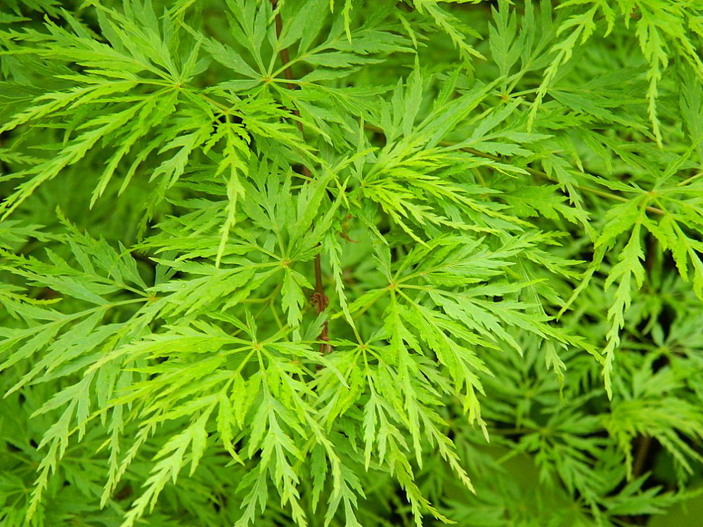 Japanese Maple Collection- 3 Plants- Quart Pots - Katsura/METAMORPHOSA®/Seiryu -Proven Winners
