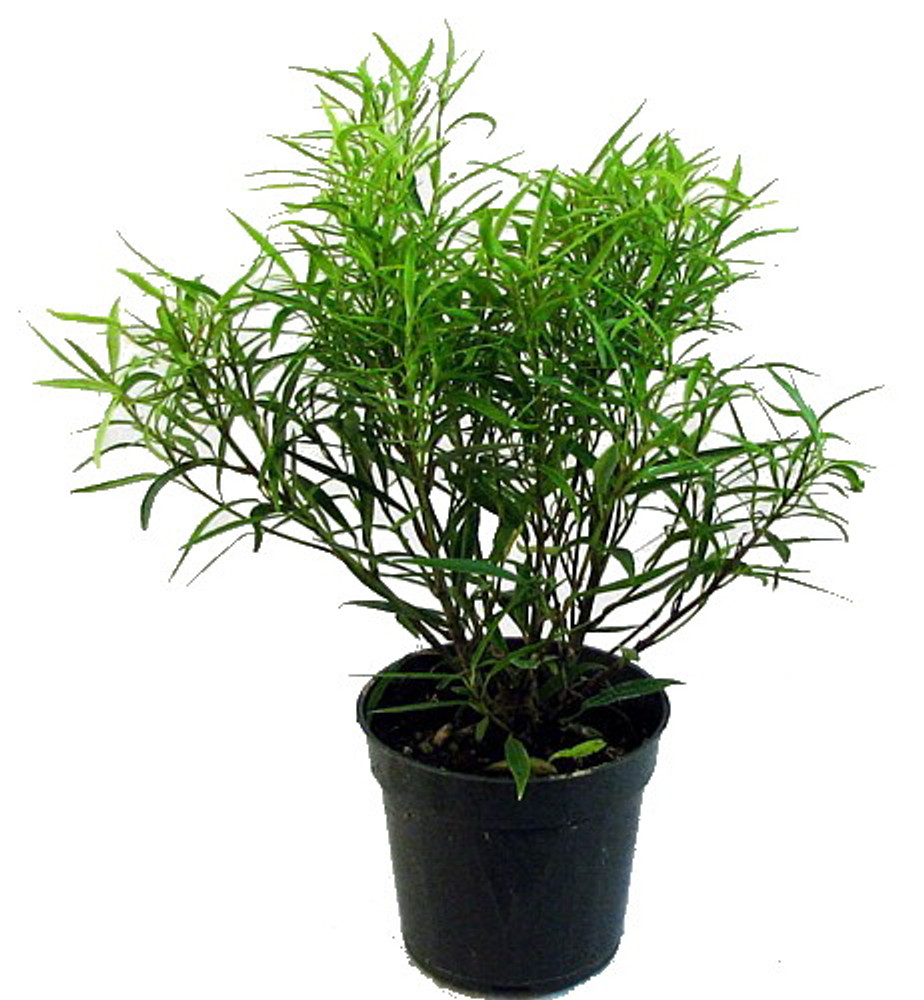Bamboo Leaf Weeping Fig Tree - Bonsai/House Plant - 4" Pot - Ficus nerifolia