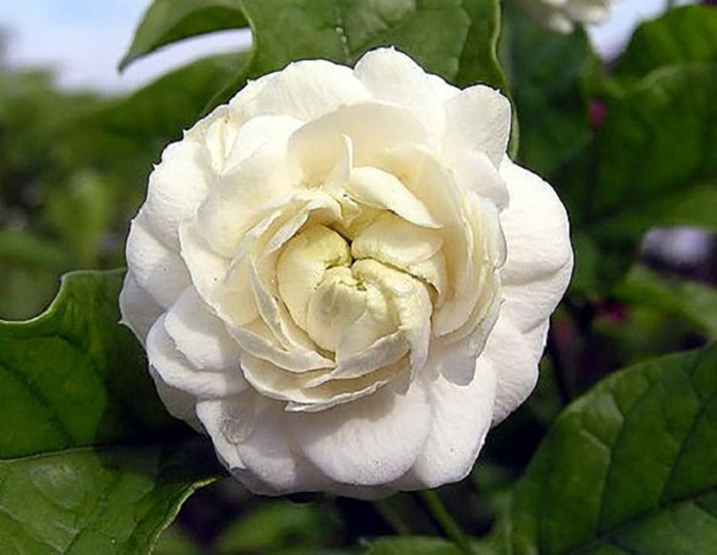 Grand Duke of Tuscany - Arabian Jasmine Plant - Triple Bloom- 4" Pot