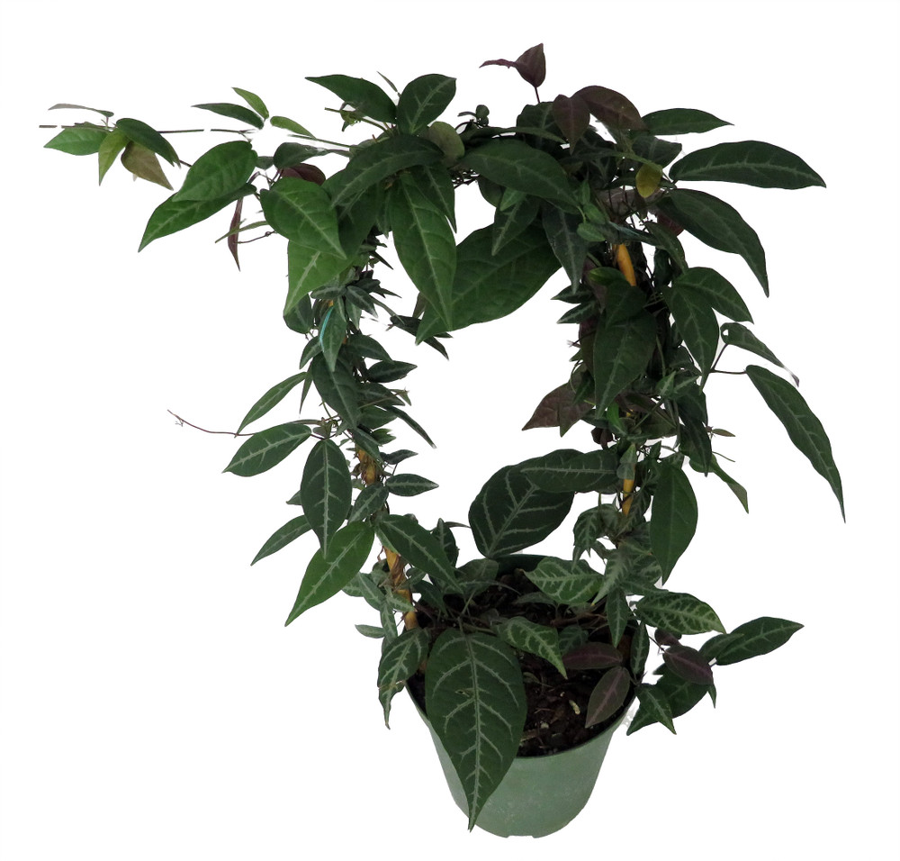 Bignonia Argyro Violacea - Crossvine - 6'' pot on Trellis