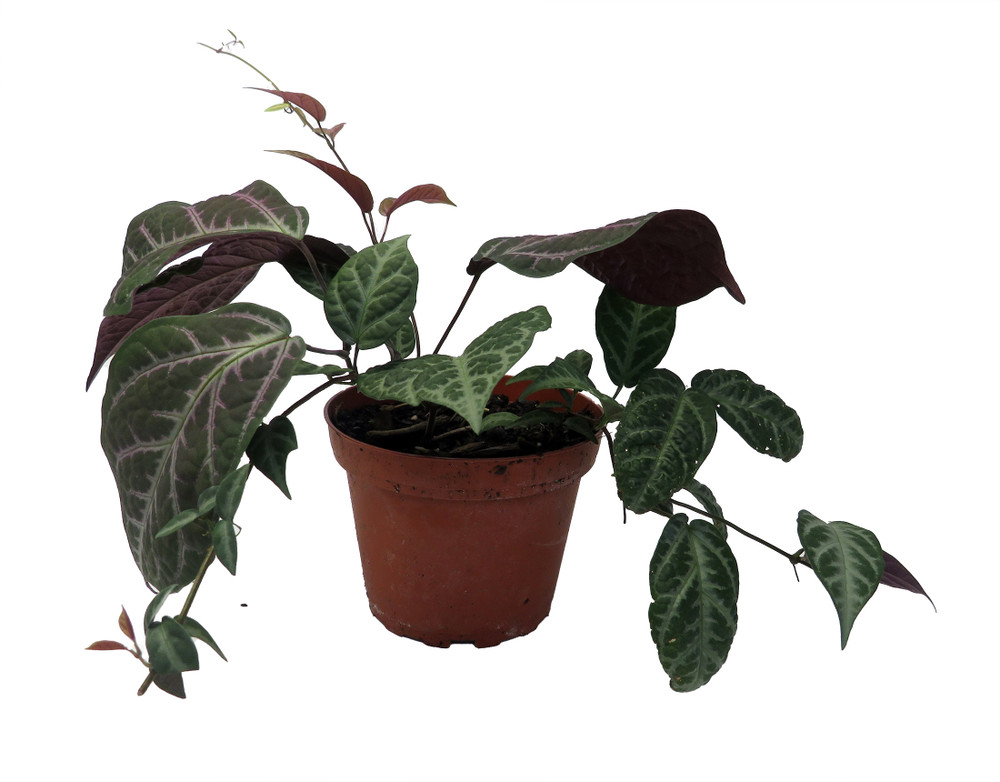Bignonia Argyro Violacea - Crossvine - 4'' pot
