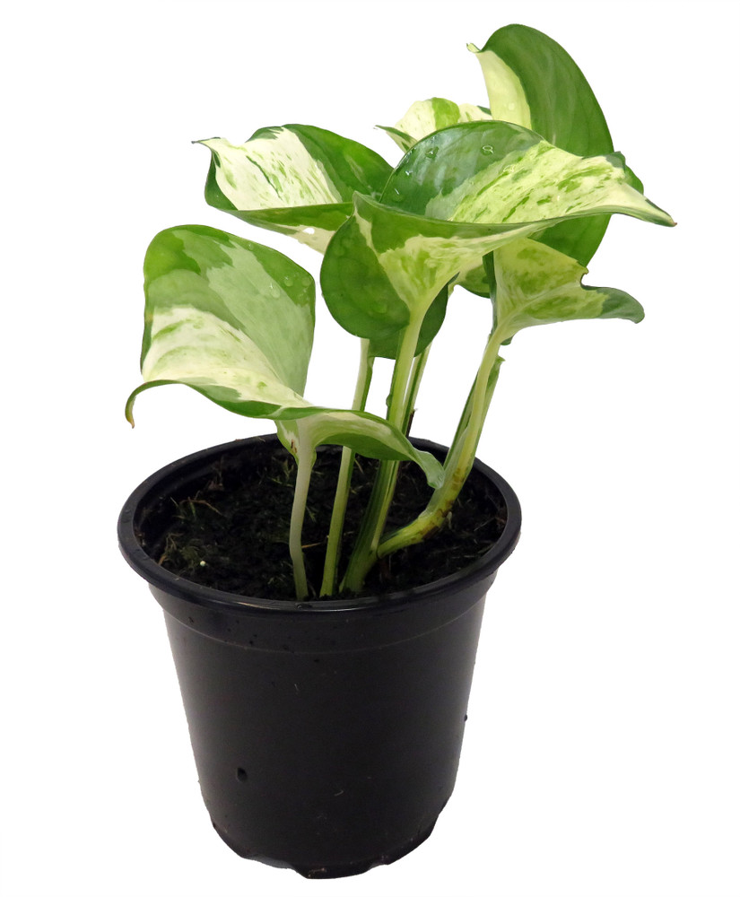 Manjula - Pothos - 4" Pot
