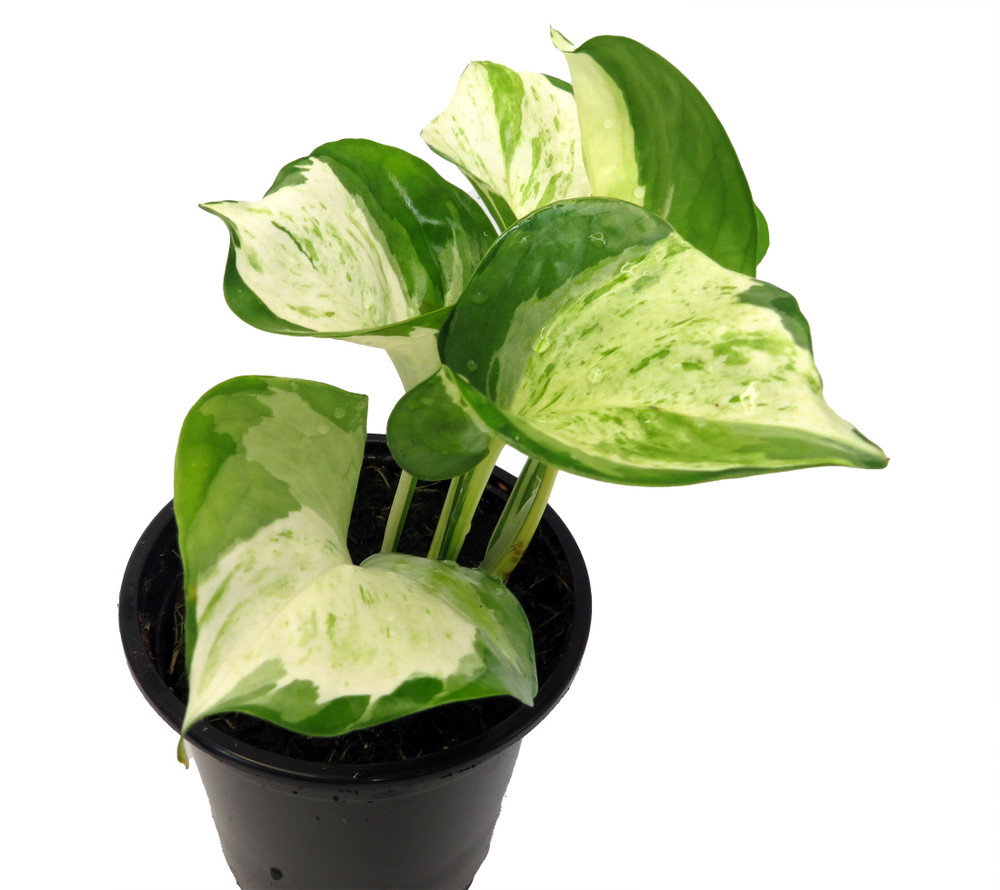 Manjula - Pothos - 4" Pot