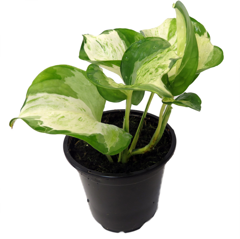 Manjula - Pothos - 4" Pot