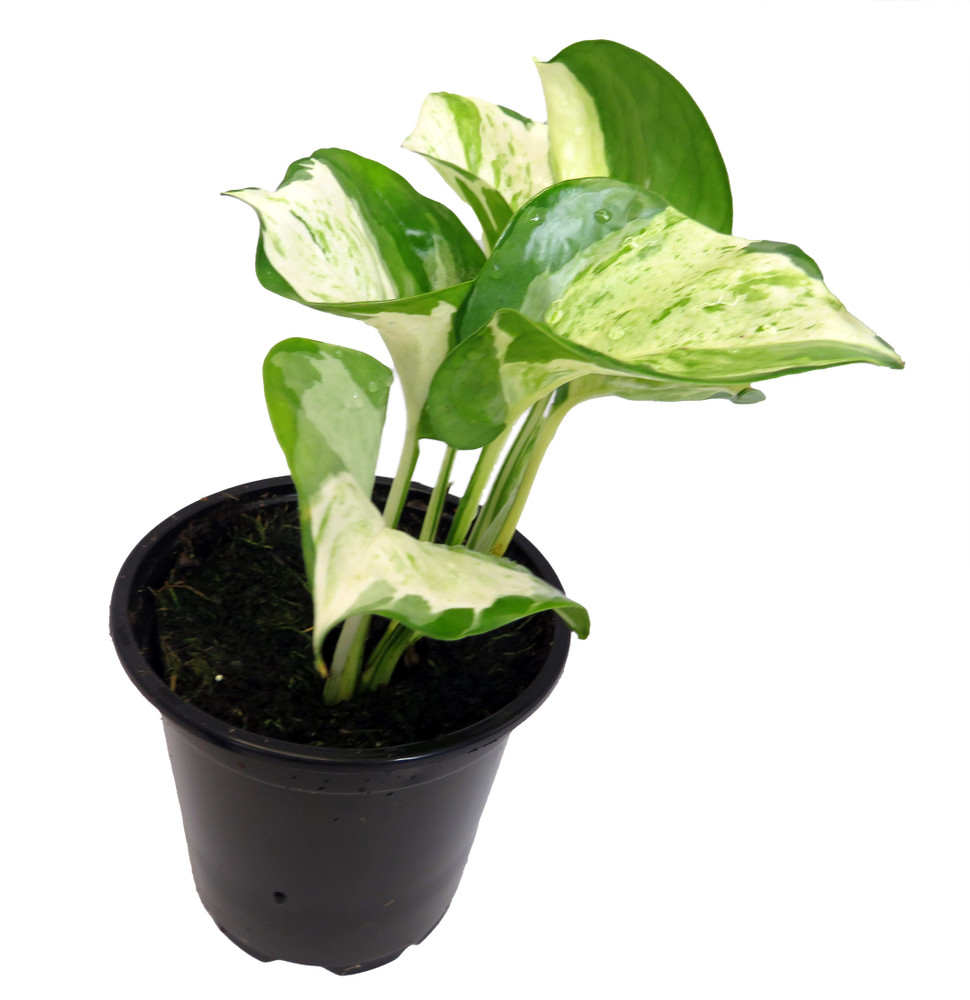 Manjula - Pothos - 4" Pot