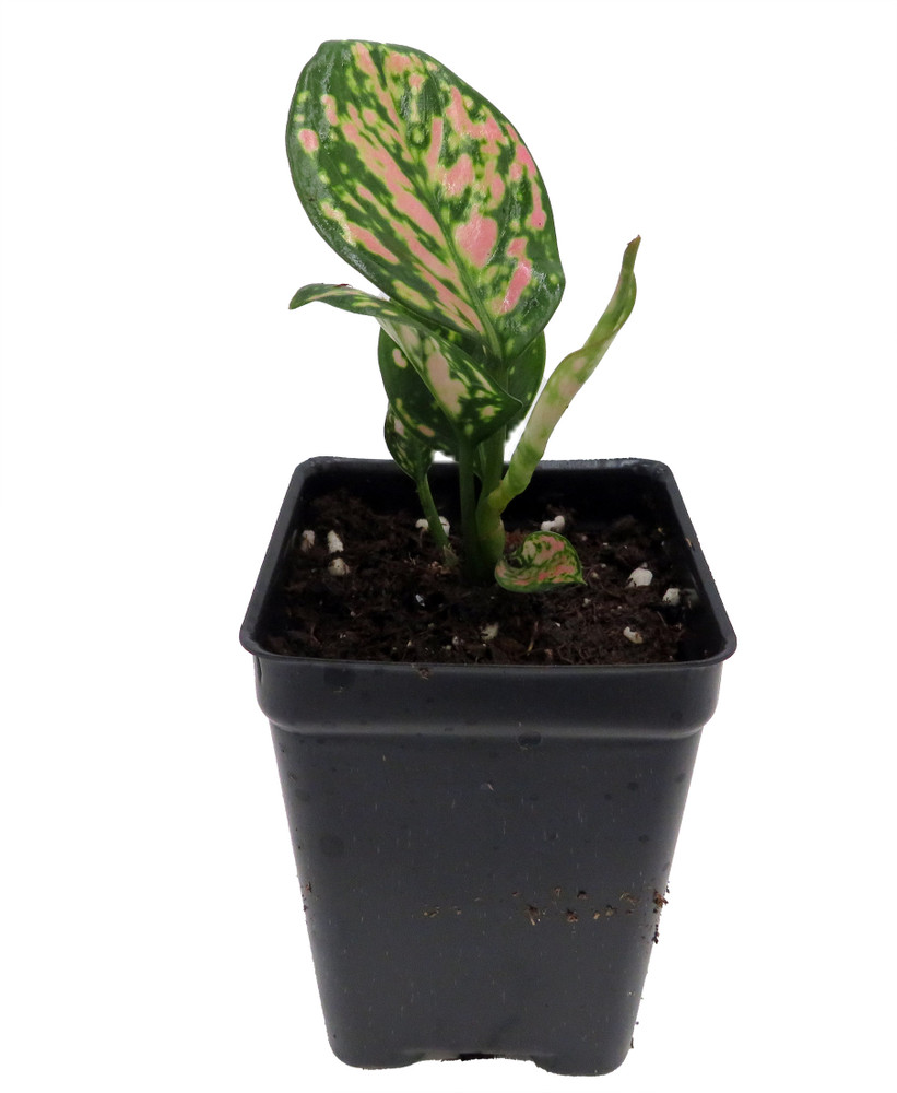 Red Lady Valentine Chinese Evergreen Plant - Aglaonema - 2.5" Pot