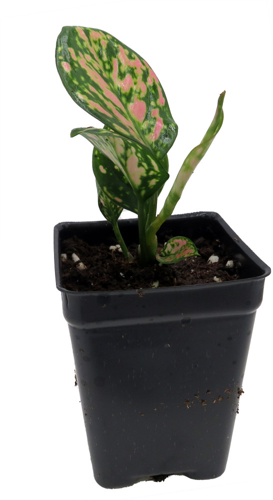 Red Lady Valentine Chinese Evergreen Plant - Aglaonema - 2.5" Pot