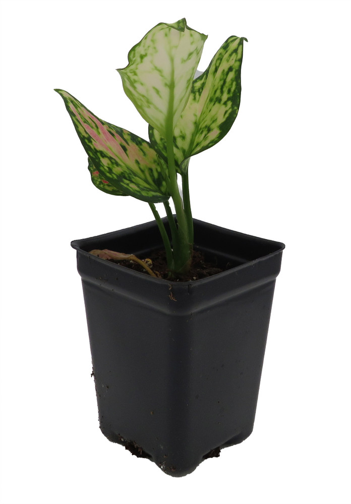 Red Zircon Chinese Evergreen Plant - Aglaonema - 2.5" Pot