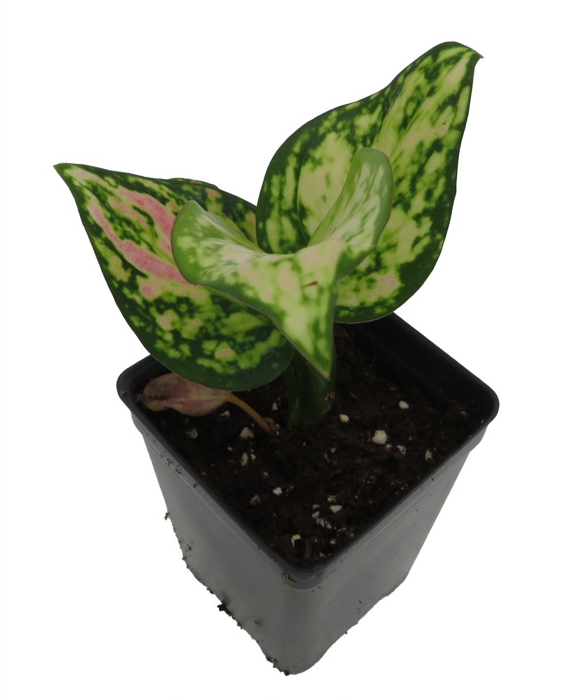 Red Zircon Chinese Evergreen Plant - Aglaonema - 2.5" Pot