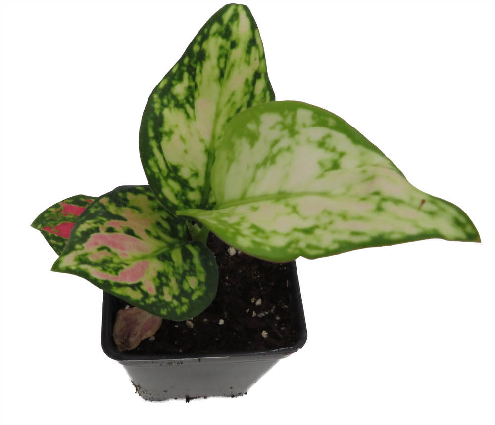 Red Zircon Chinese Evergreen Plant - Aglaonema - 2.5" Pot