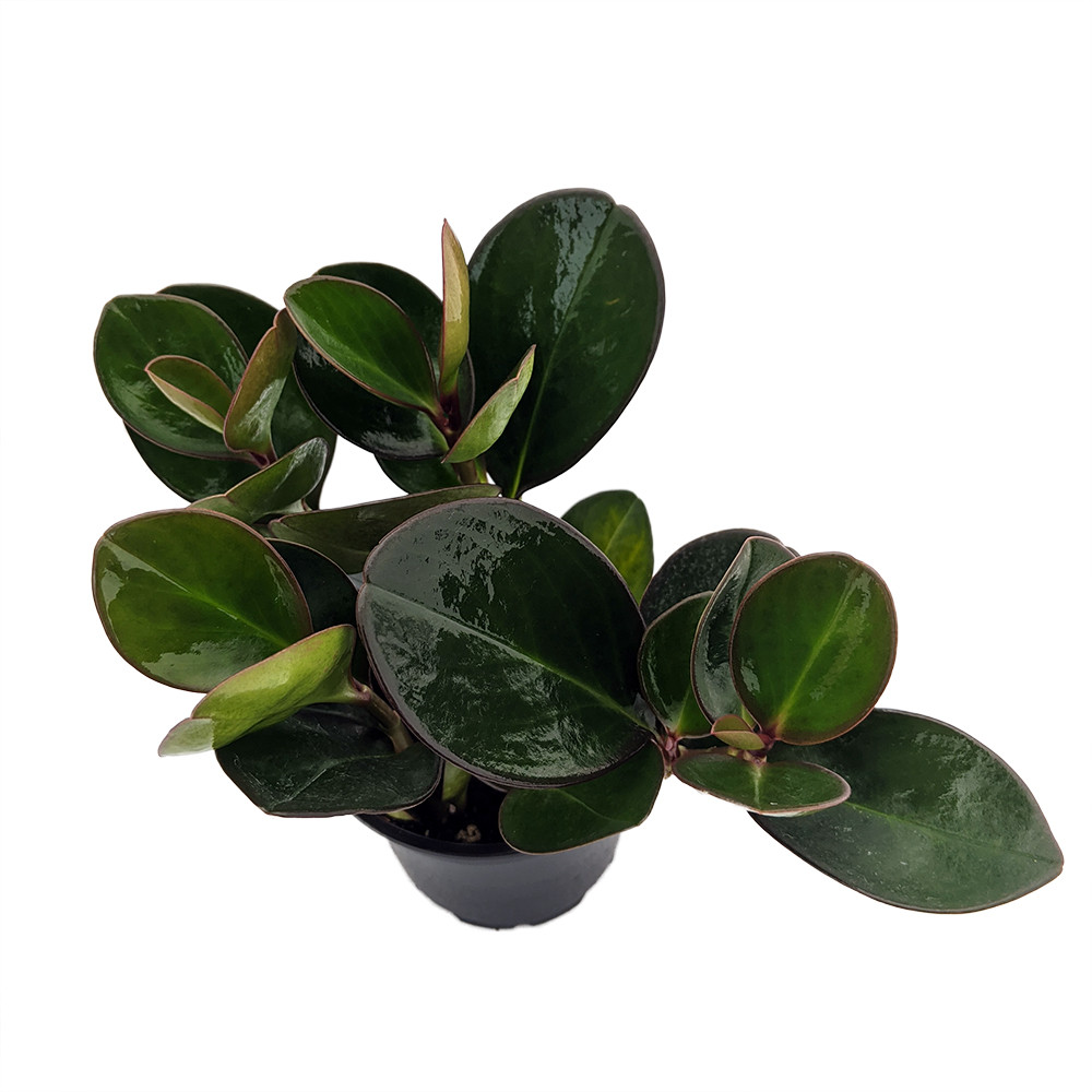 Red Edge Baby Rubber Tree - Peperomia - 4" Pot - Houseplant