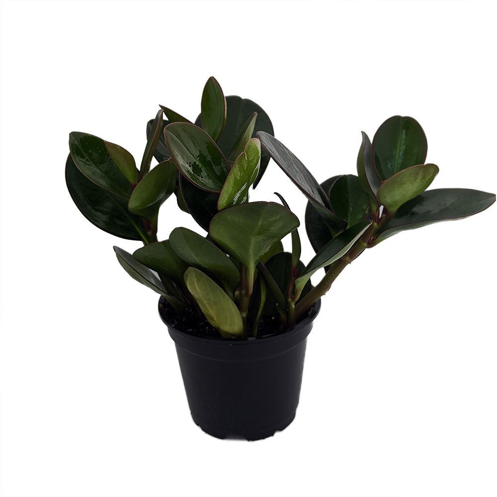 Red Edge Baby Rubber Tree - Peperomia - 4" Pot - Houseplant