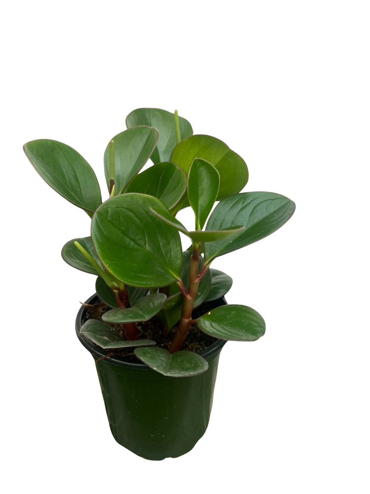 Red Edge Baby Rubber Tree - Peperomia - 4" Pot - Houseplant