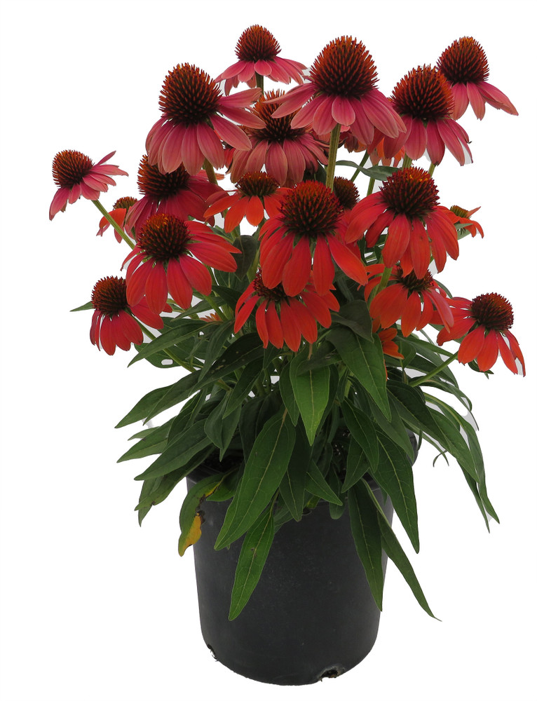 Hot Coral  Sombrero® Coneflower Perennial - Gallon Pot - Echinacea