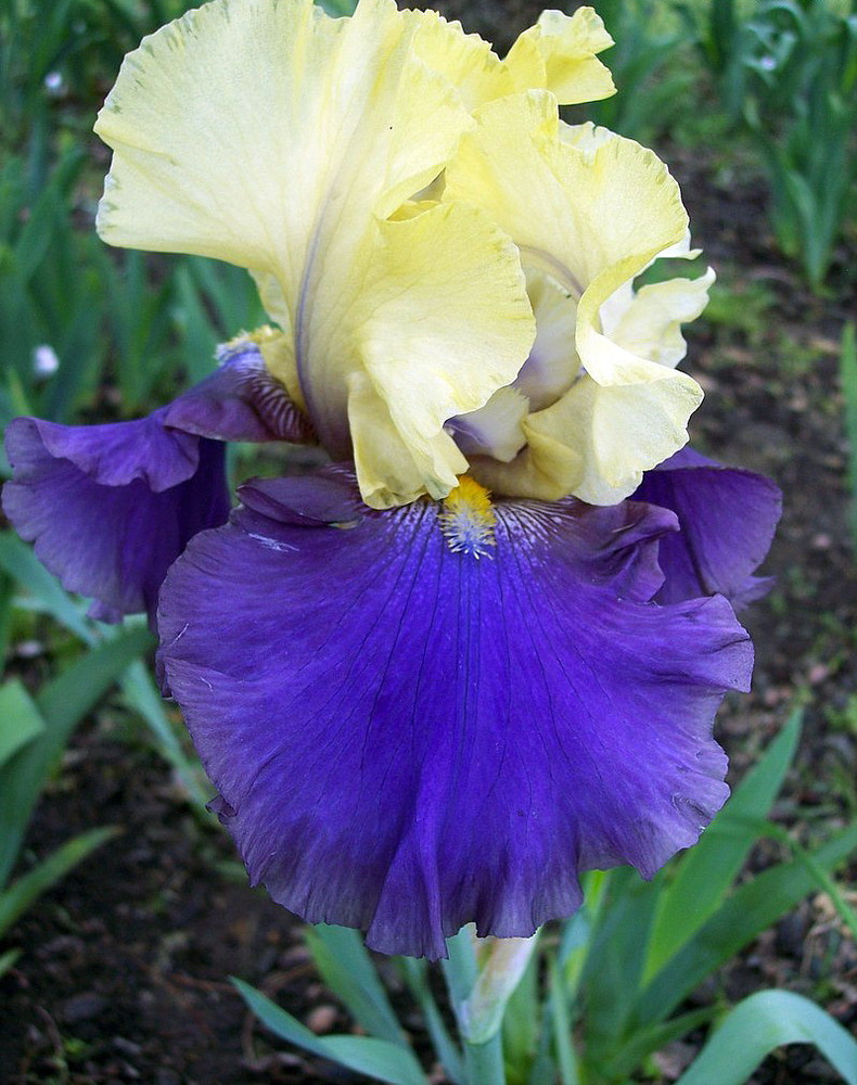 Jurassic Park Bearded German Iris  - #1 Bareroot Rhizome - Rebloomer
