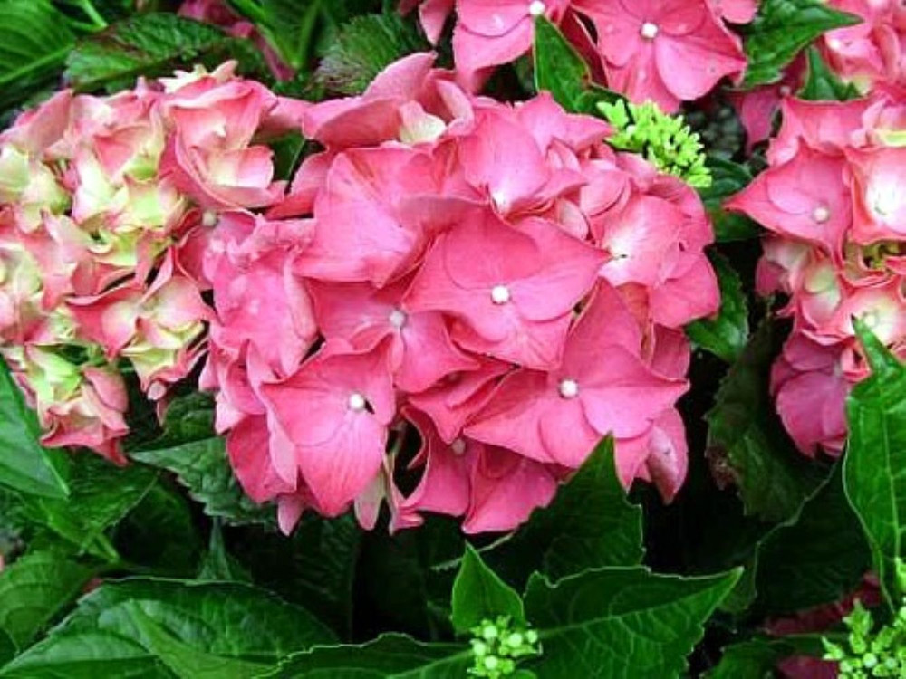 Glowing Embers Hydrangea macrophylla - Excellent Bloomer - Quart Pot