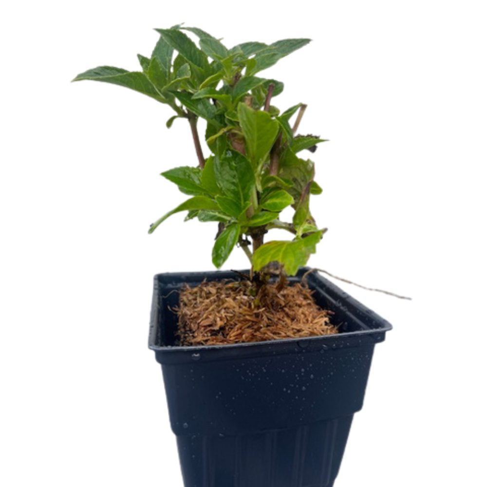 Glowing Embers Hydrangea macrophylla - Excellent Bloomer - Quart Pot