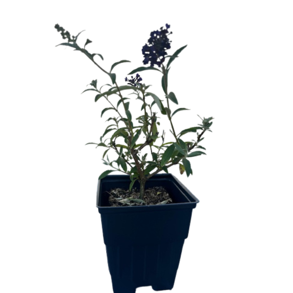 Black Knight Butterfly Bush - Buddleia - Hardy - 4" Pot