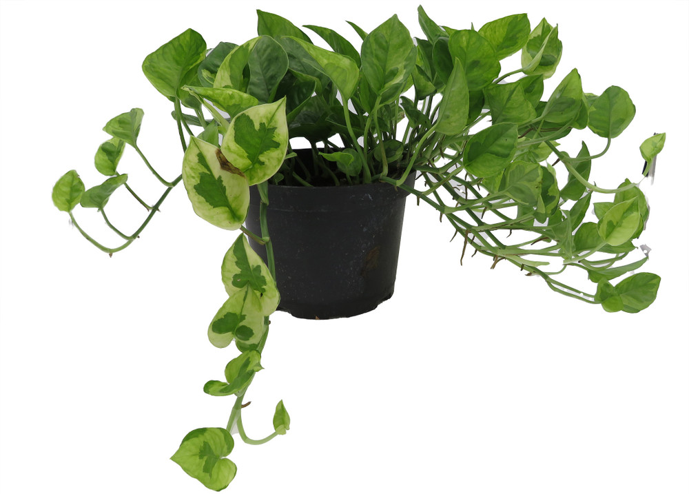 Lemon Meringue Pothos - Epipremnum aureum - 6" Pot - Clean Air Machine