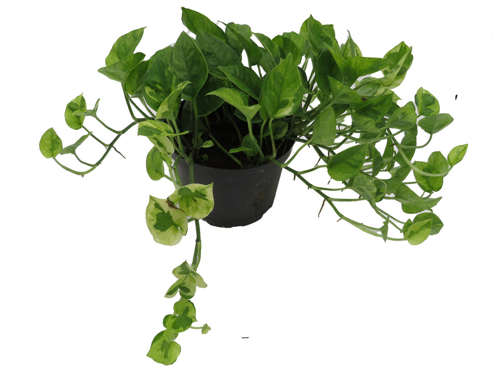 Lemon Meringue Pothos - Epipremnum aureum - 6" Pot - Clean Air Machine
