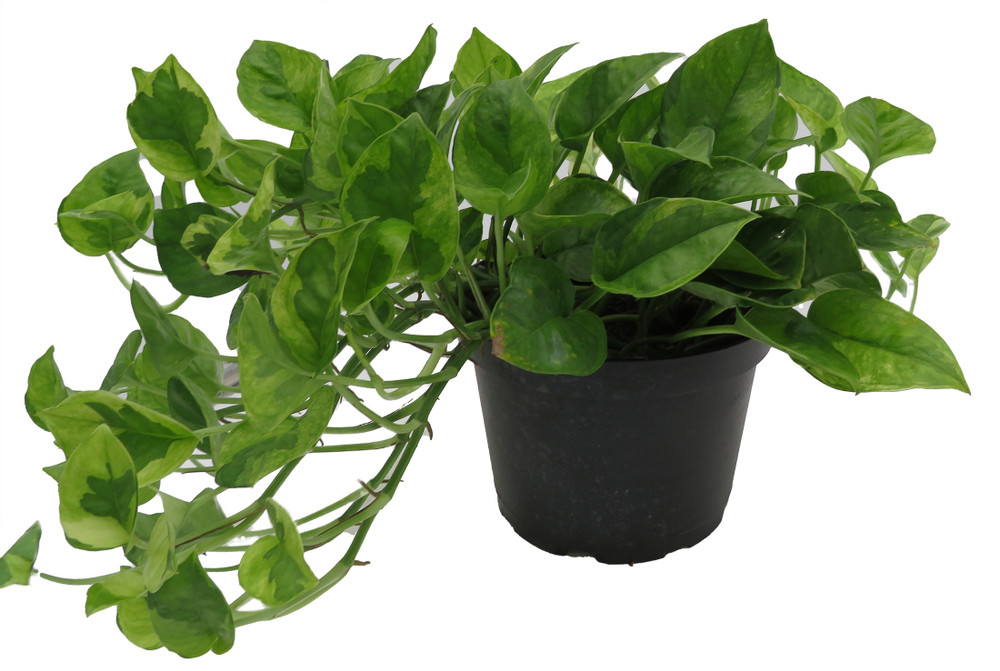 Lemon Meringue Pothos - Epipremnum aureum - 6" Pot - Clean Air Machine