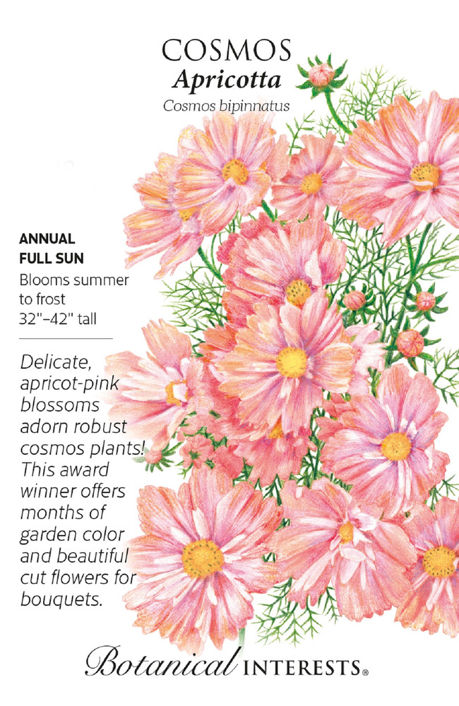 Apricotta Cosmos Seeds - 30 Seeds